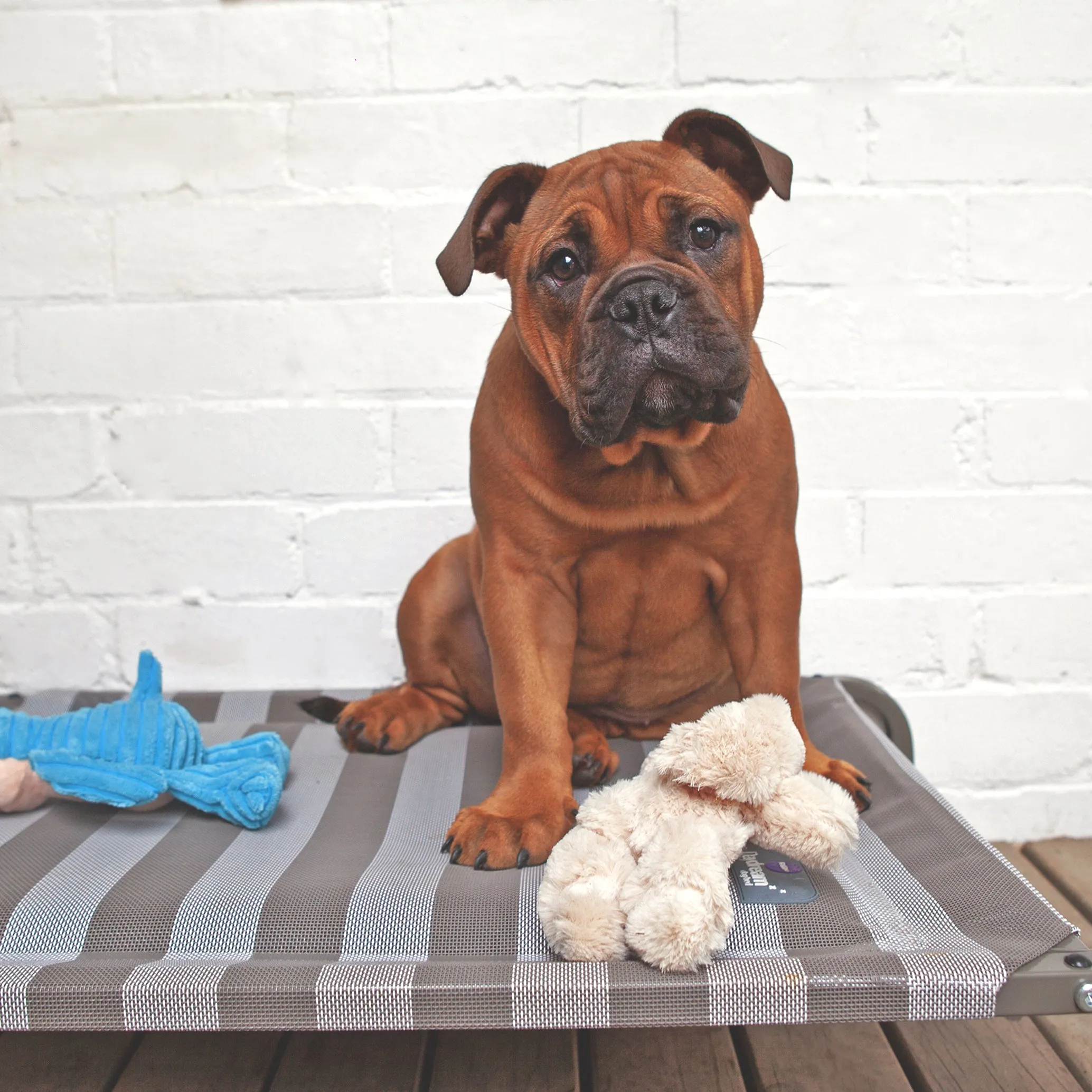 Pillow Top Outdoor Dog Bed - Striped