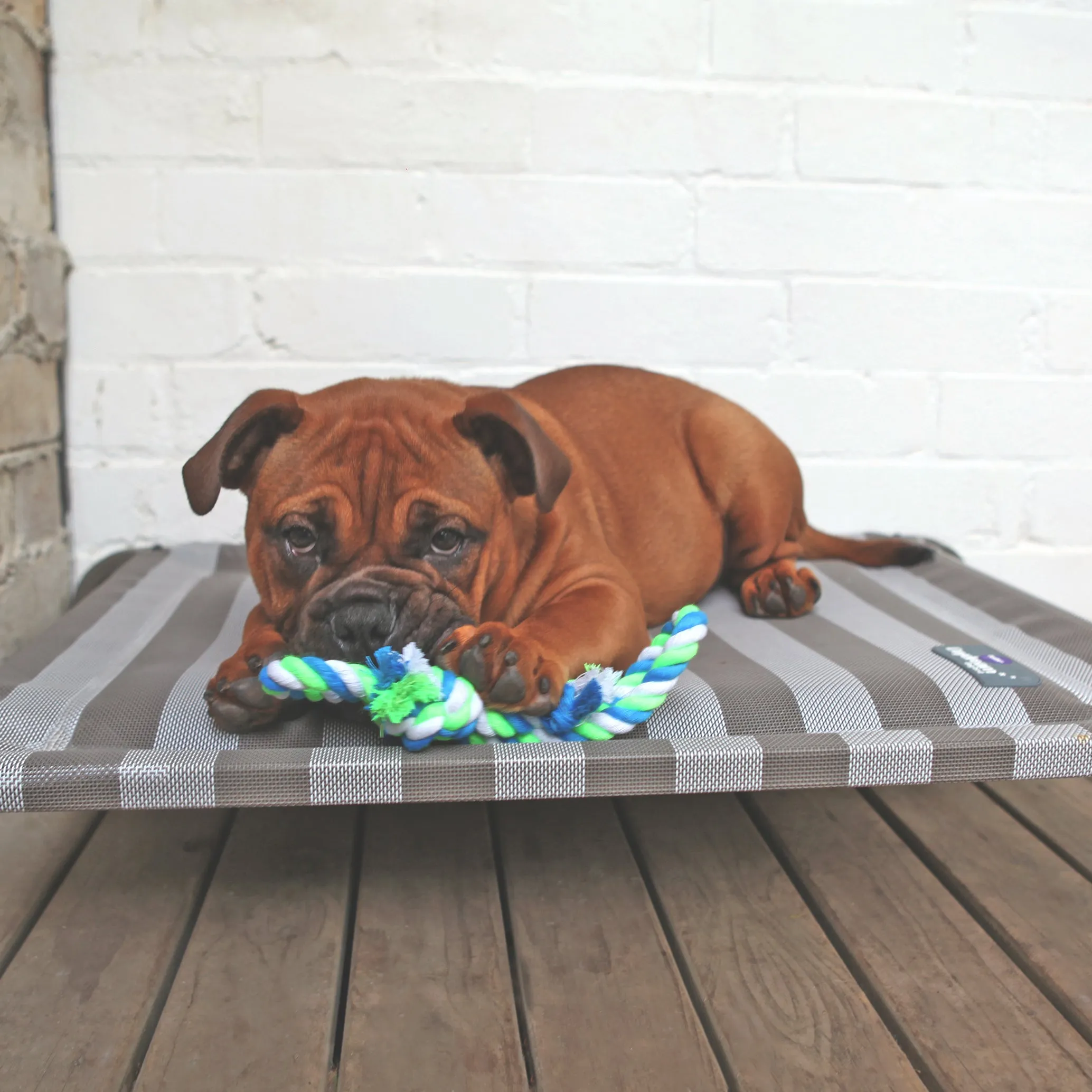 Pillow Top Outdoor Dog Bed - Striped